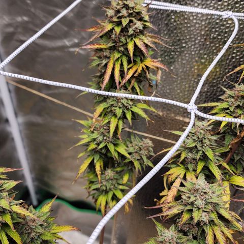 Mango Mrrr  #2 growlog photo: What a splendid plant! She was magnificent and I hope we get to grow another soon.