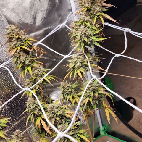 Mango Mrrr  #2 growlog photo: What a splendid plant! She was magnificent and I hope we get to grow another soon.