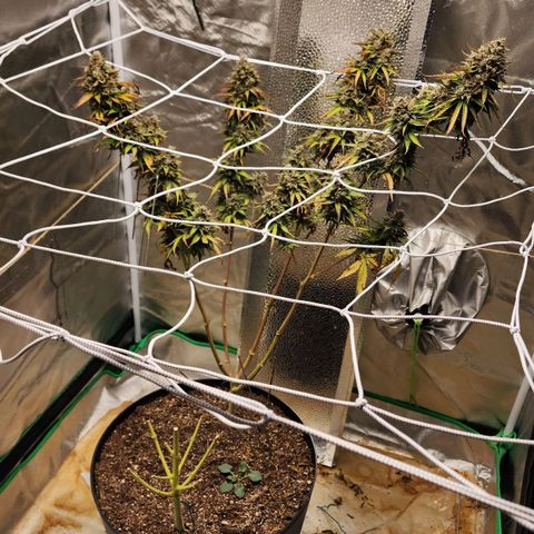 Mango Mrrr  #2 growlog photo: What a splendid plant! She was magnificent and I hope we get to grow another soon.