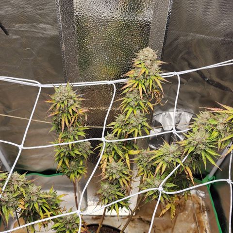 Mango Mrrr  #2 growlog photo: What a splendid plant! She was magnificent and I hope we get to grow another soon.