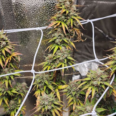 Mango Mrrr  #2 growlog photo: What a splendid plant! She was magnificent and I hope we get to grow another soon.