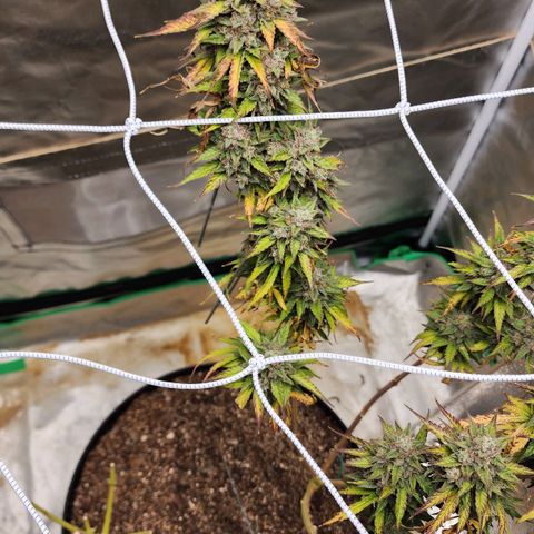 Mango Mrrr  #2 growlog photo: What a splendid plant! She was magnificent and I hope we get to grow another soon.