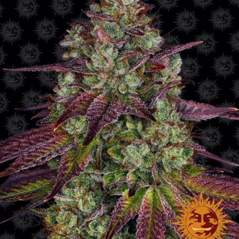 Mimosa #1 growlog timeline photo