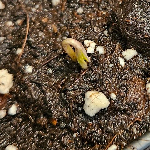 Mimosa #1 growlog timeline photo