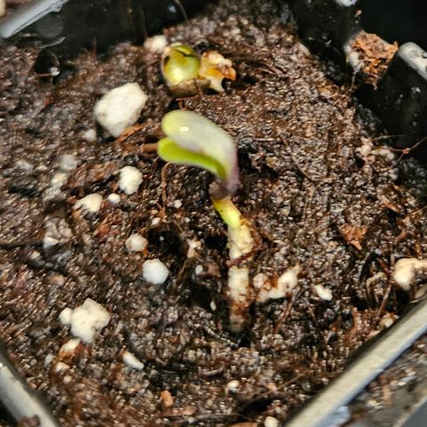 Tangie #3 growlog timeline photo