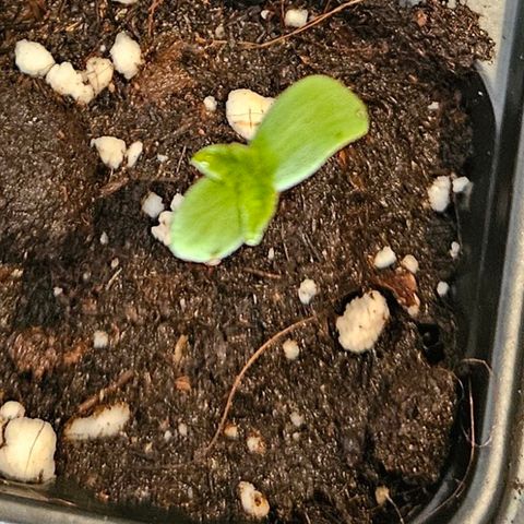 Mimosa #1 growlog timeline photo