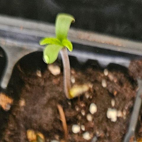 Tangie #3 growlog timeline photo