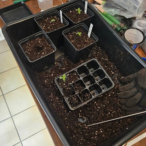 Tangie #2 growlog timeline photo
