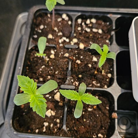 Tangie #2 growlog timeline photo
