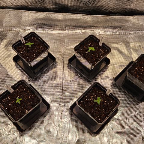 Tangie #2 growlog timeline photo