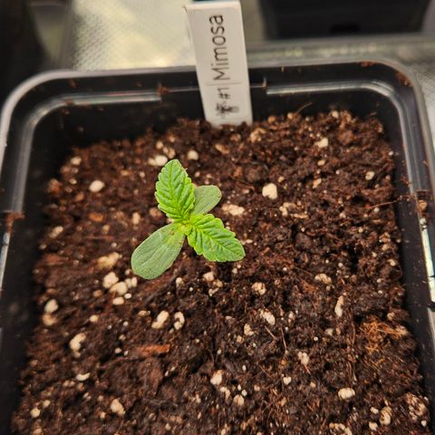 Mimosa #1 growlog timeline photo