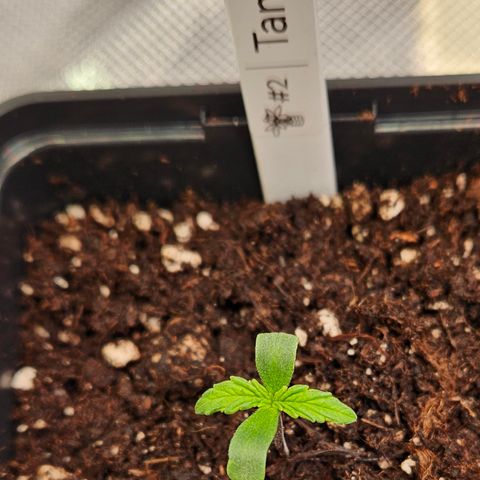 Tangie #2 growlog timeline photo