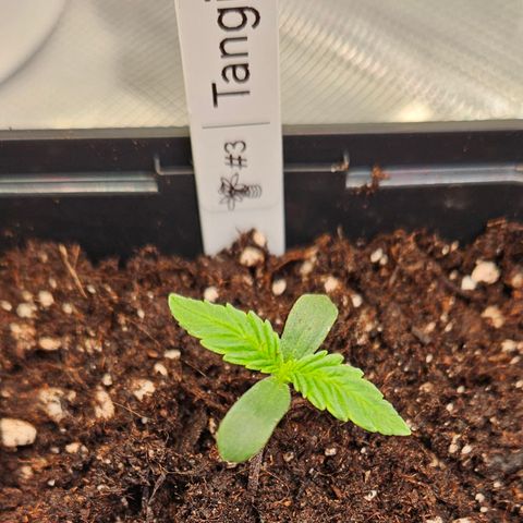 Tangie #3 growlog timeline photo