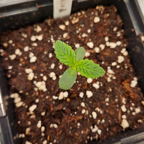 Mimosa #1 growlog timeline photo