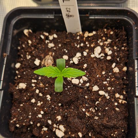 Tangie #2 growlog timeline photo