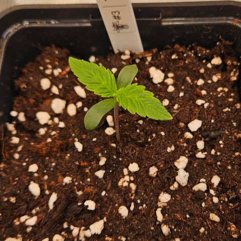 Tangie #3 growlog timeline photo
