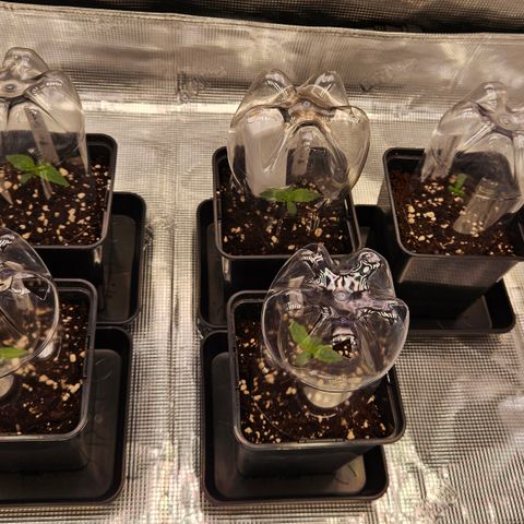 Tangie #2 growlog timeline photo