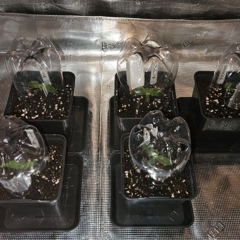 Tangie #2 growlog timeline photo