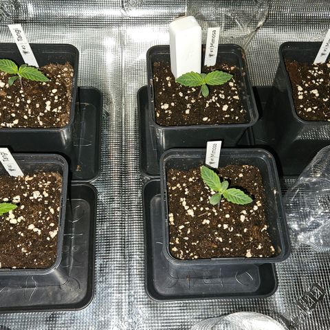Tangie #2 growlog timeline photo