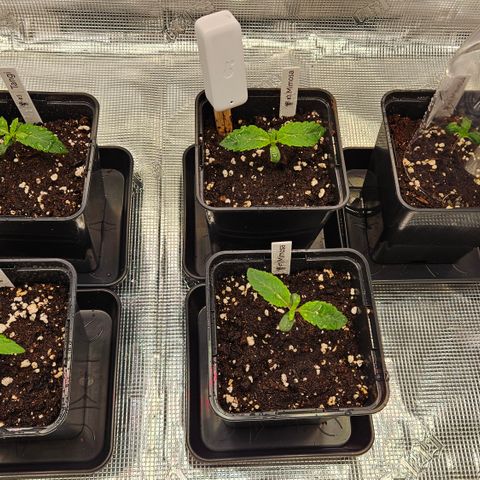 Tangie #2 growlog timeline photo