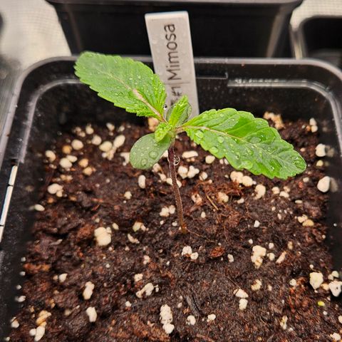 Mimosa #1 growlog timeline photo