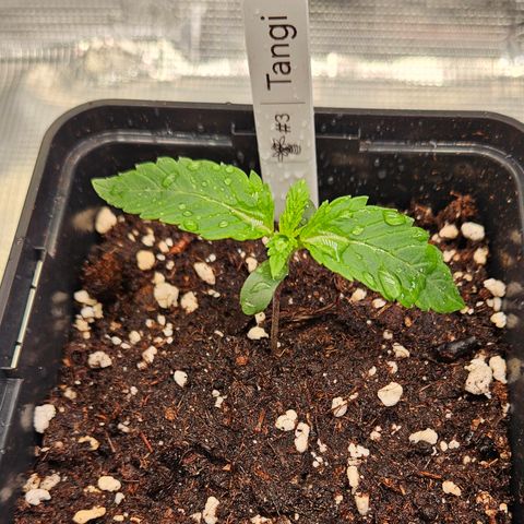 Tangie #3 growlog timeline photo