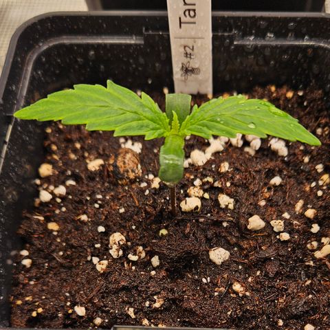 Tangie #2 growlog timeline photo