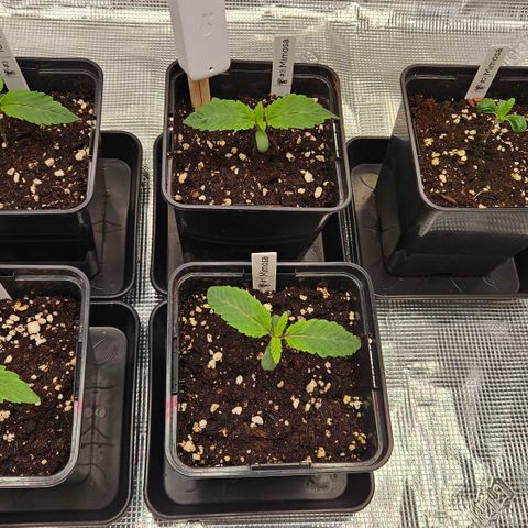 Tangie #2 growlog timeline photo