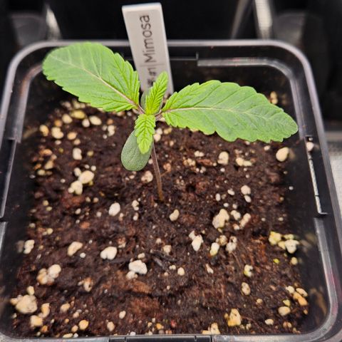 Mimosa #1 growlog timeline photo