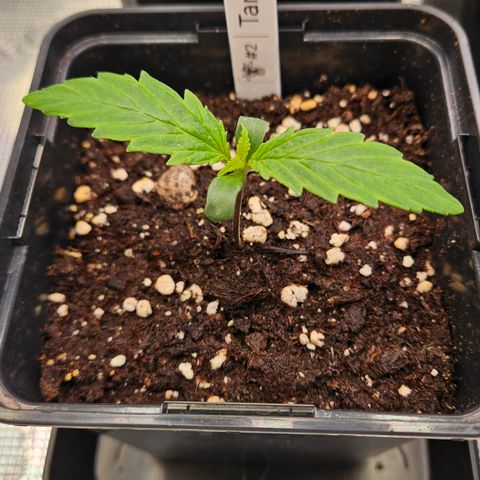Tangie #2 growlog timeline photo