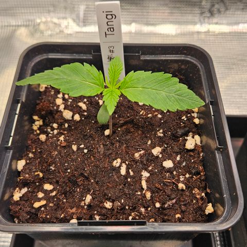 Tangie #3 growlog timeline photo