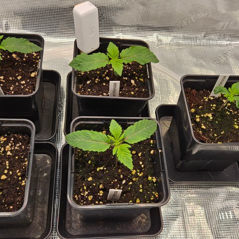 Tangie #2 growlog timeline photo