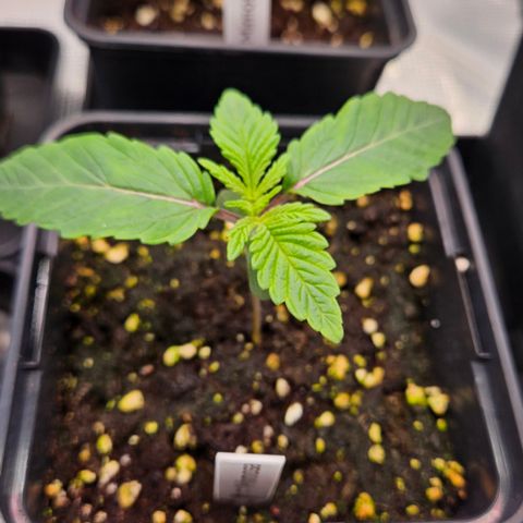 Mimosa #1 growlog timeline photo