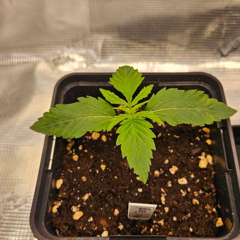Tangie #3 growlog timeline photo
