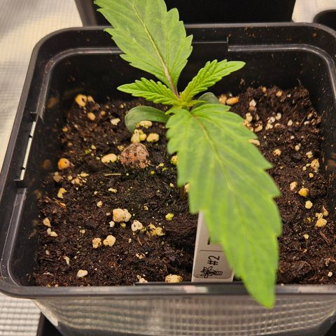 Tangie #2 growlog timeline photo