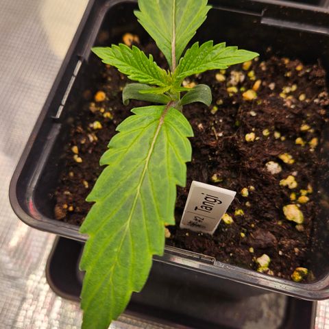 Tangie #2 growlog timeline photo
