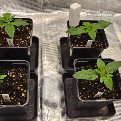 Tangie #2 growlog timeline photo