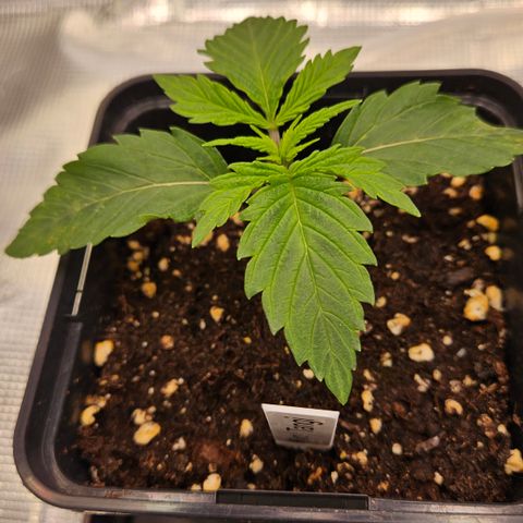 Tangie #3 growlog timeline photo