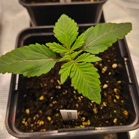 Mimosa #1 growlog timeline photo