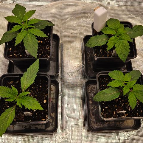 Tangie #2 growlog timeline photo