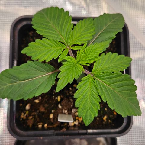 Mimosa #1 growlog timeline photo