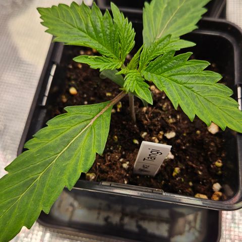 Tangie #2 growlog timeline photo