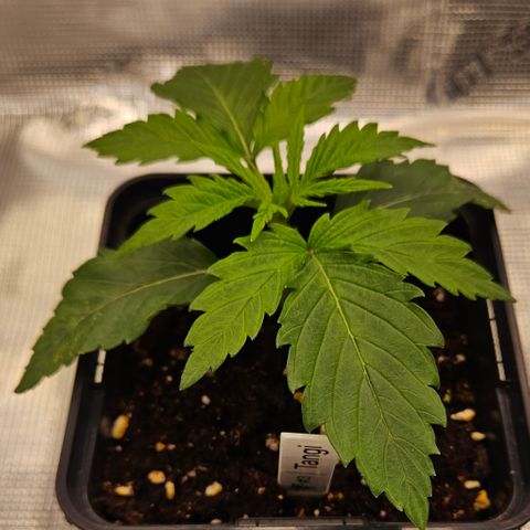 Tangie #3 growlog timeline photo
