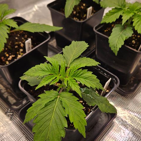 Tangie #2 growlog timeline photo