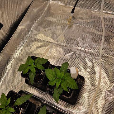 Tangie #2 growlog timeline photo