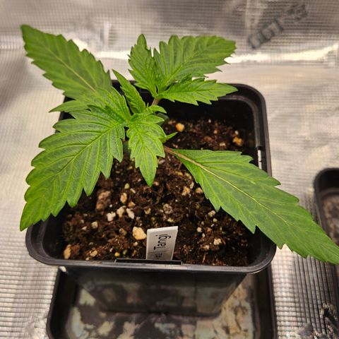 Tangie #2 growlog timeline photo