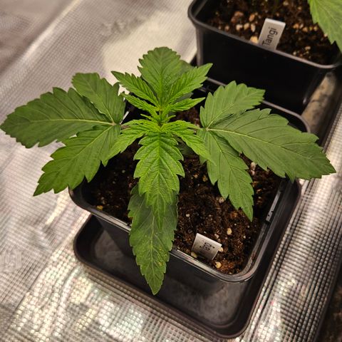 Tangie #3 growlog timeline photo