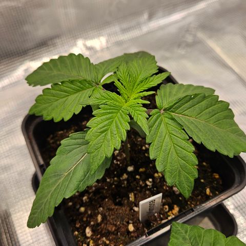 Mimosa #1 growlog timeline photo