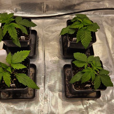 Tangie #2 growlog timeline photo