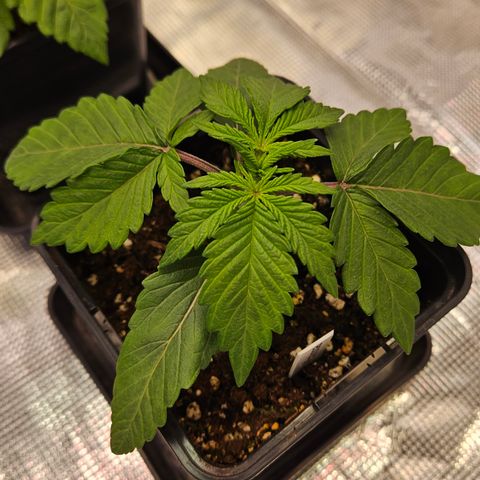 Mimosa #1 growlog timeline photo